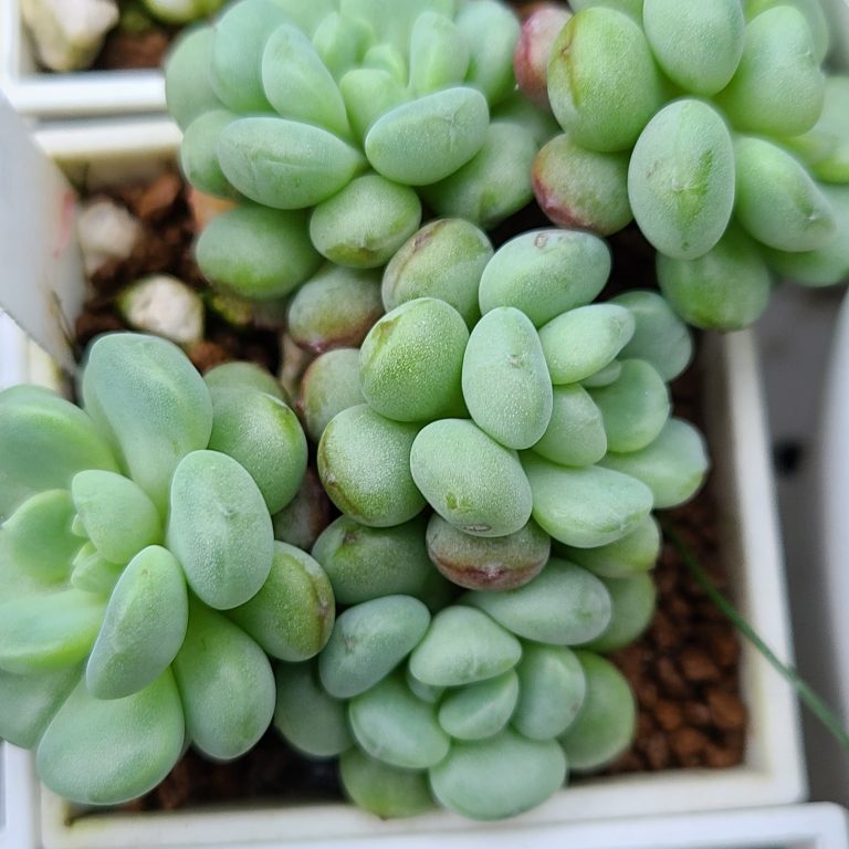 多肉仙人交易所