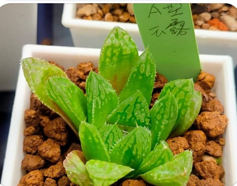 多肉仙人交易所