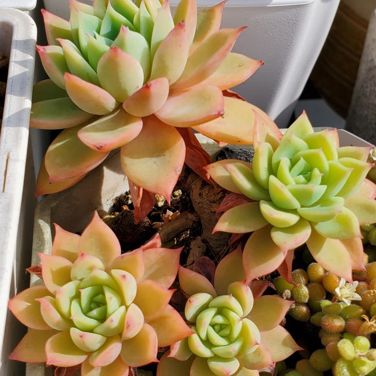 多肉仙人交易所