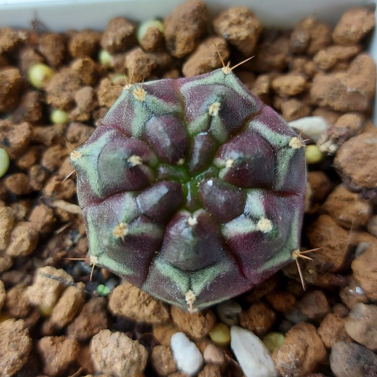 多肉仙人交易所