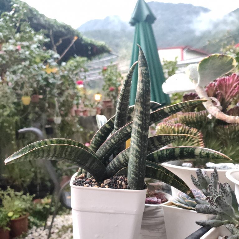 多肉仙人交易所