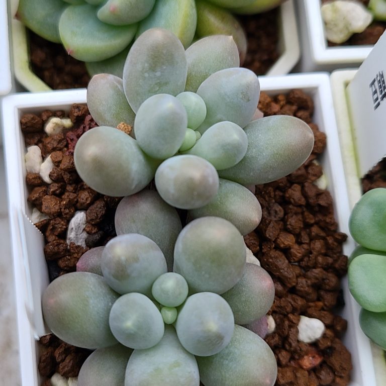 多肉仙人交易所