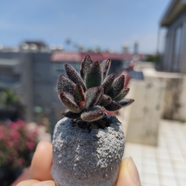 多肉仙人交易所