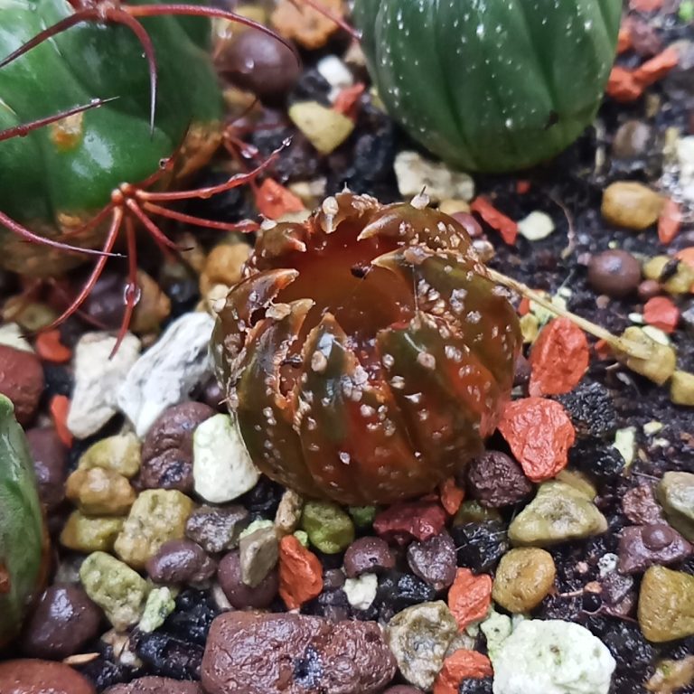 多肉仙人交易所