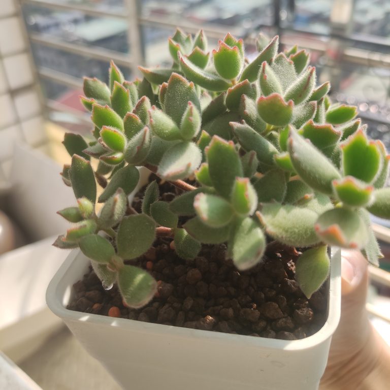 多肉仙人交易所