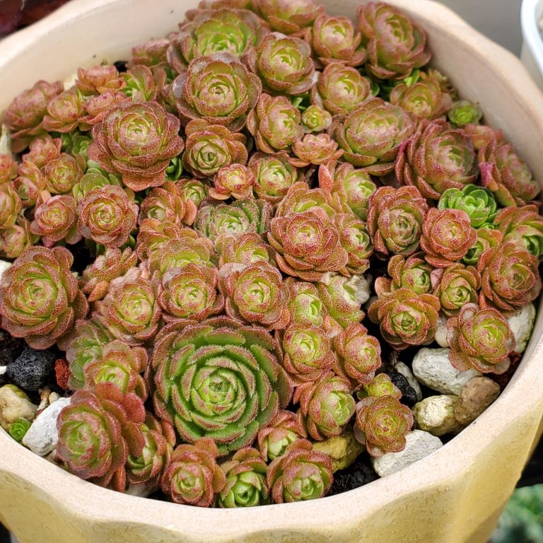 多肉仙人交易所