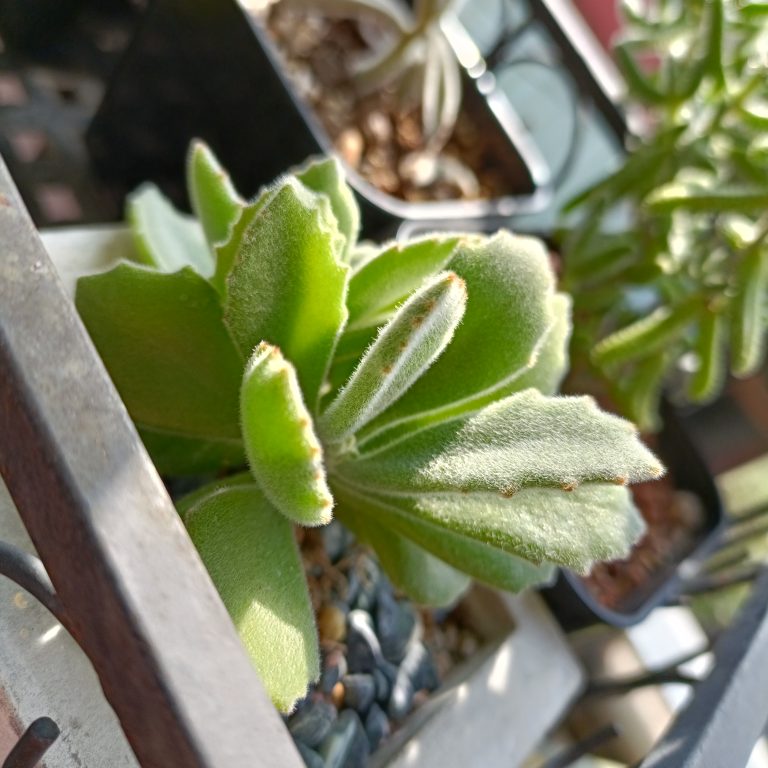 多肉仙人交易所