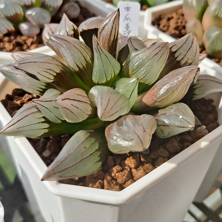 多肉仙人交易所