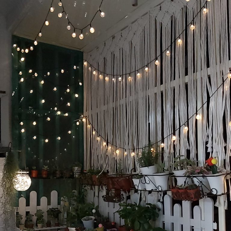 多肉仙人交易所