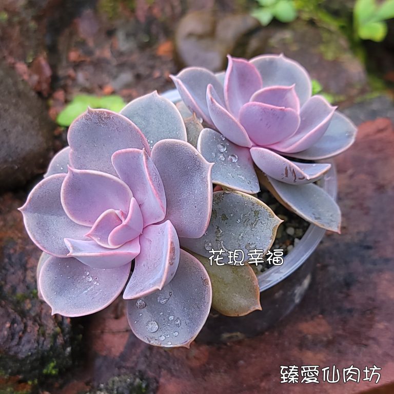 多肉仙人交易所