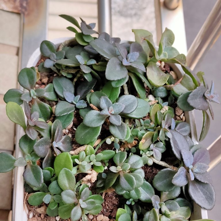 多肉仙人交易所