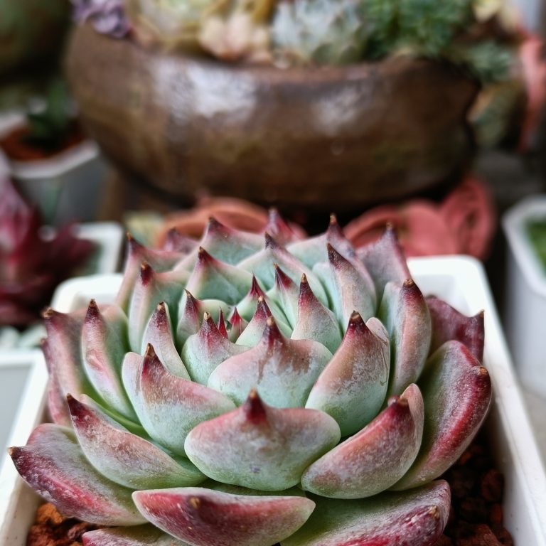 多肉仙人交易所