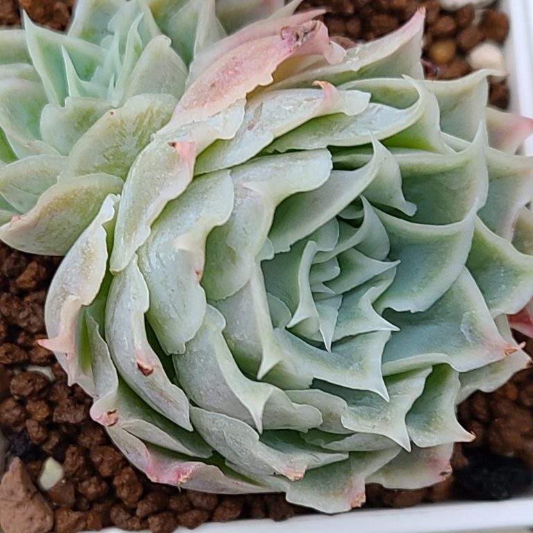 多肉仙人交易所