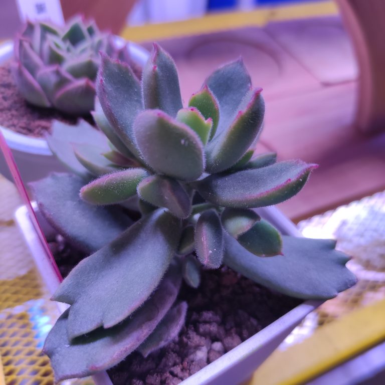 多肉仙人交易所