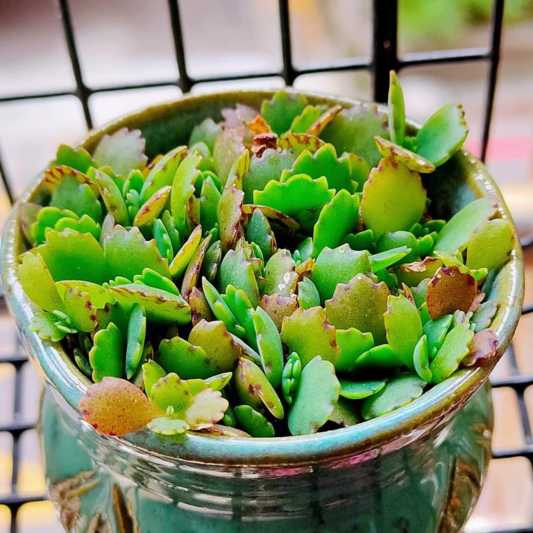 多肉仙人交易所