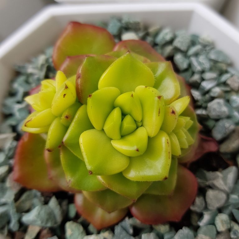 多肉仙人交易所