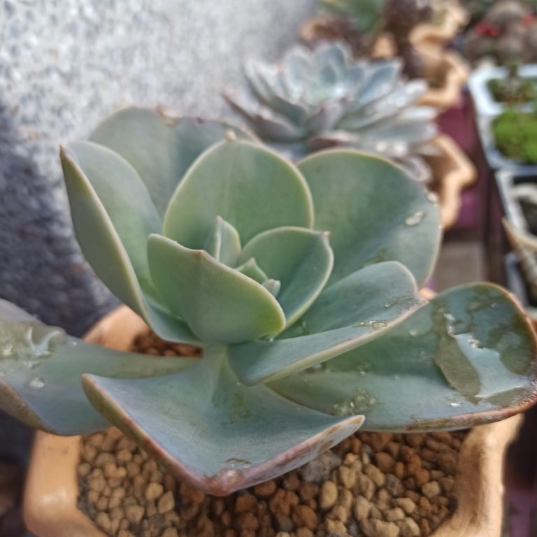 多肉仙人交易所