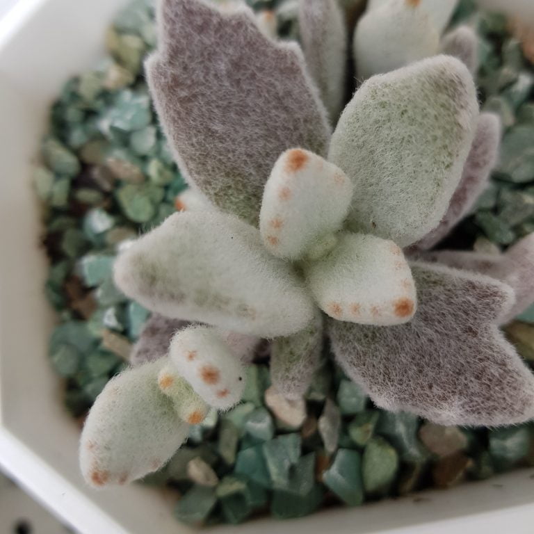 多肉仙人交易所