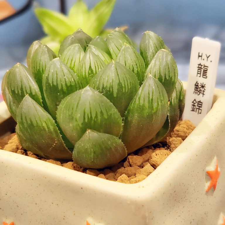 多肉仙人交易所