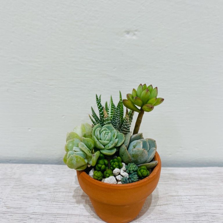 多肉仙人交易所