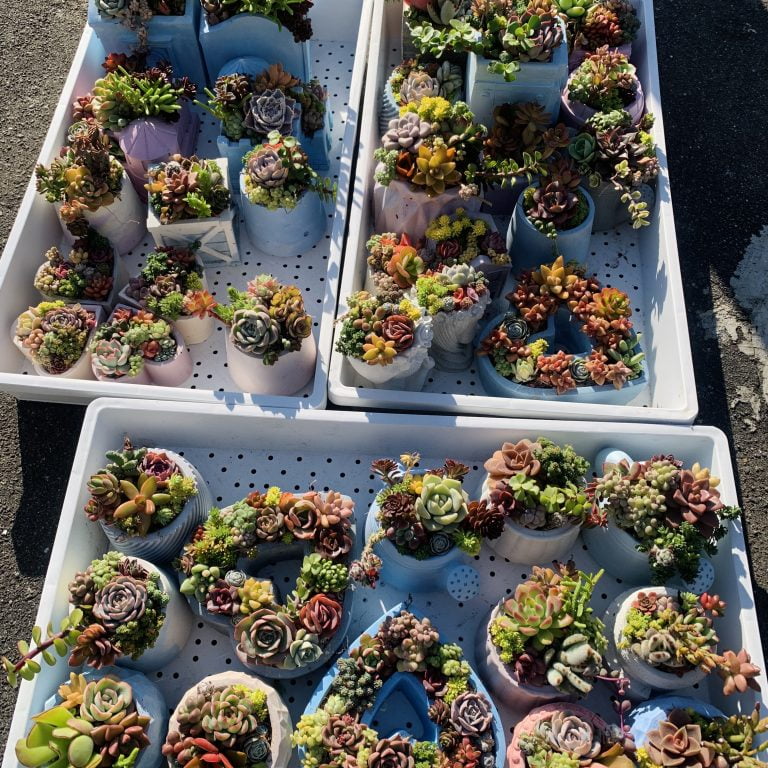 多肉仙人交易所