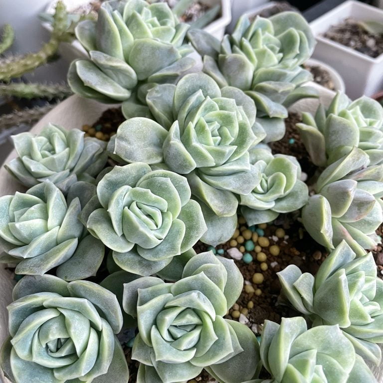 多肉仙人交易所