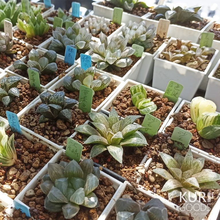 多肉仙人交易所