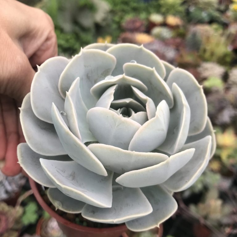 多肉仙人交易所