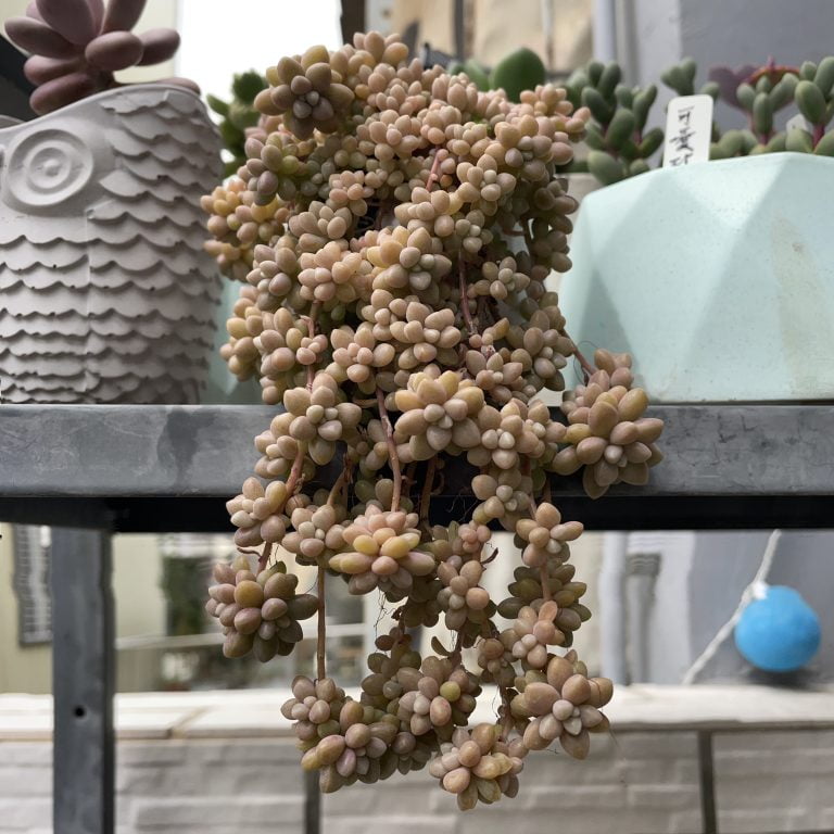 多肉仙人交易所