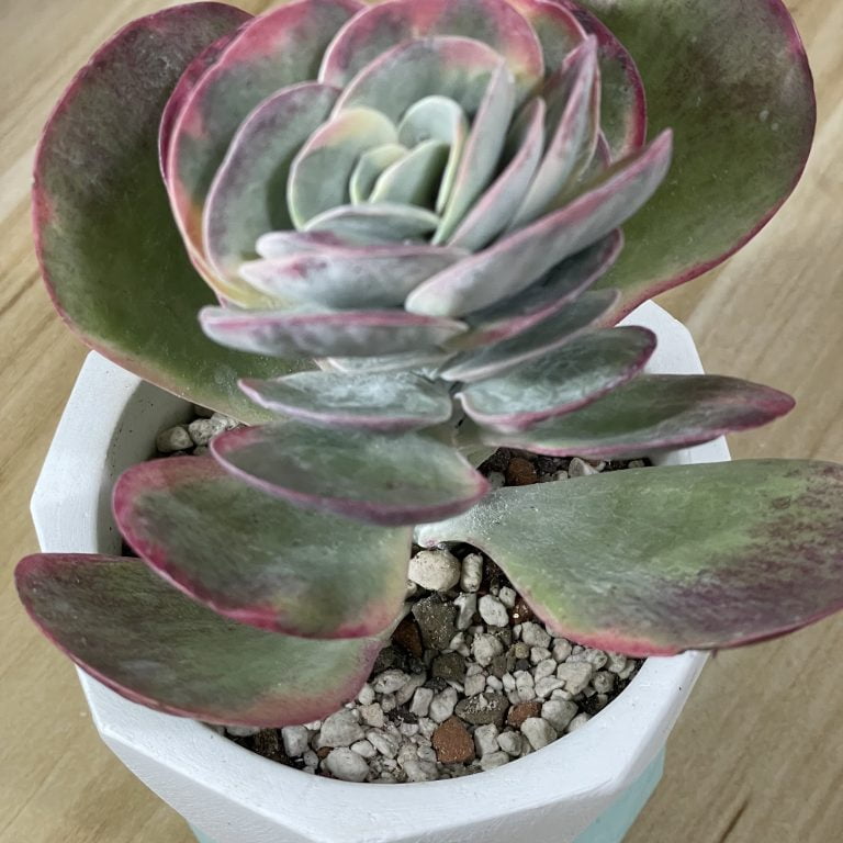 多肉仙人交易所