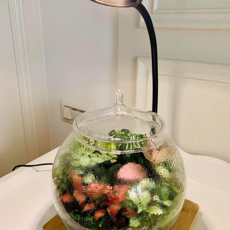 多肉仙人交易所