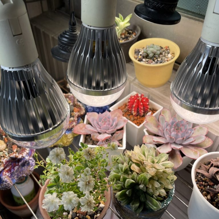 多肉仙人交易所