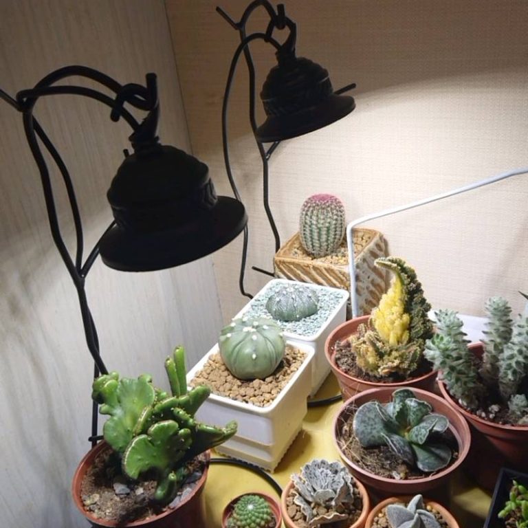 多肉仙人交易所