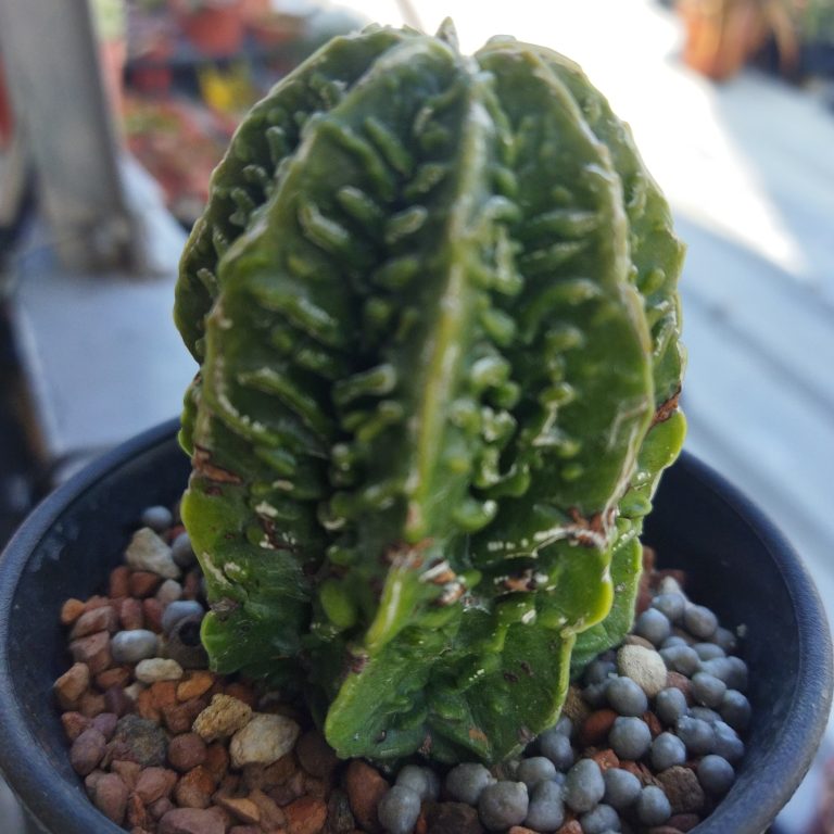 多肉仙人交易所