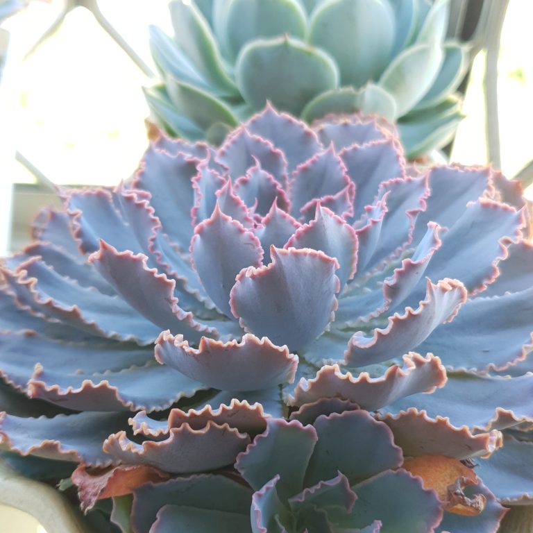 多肉仙人交易所