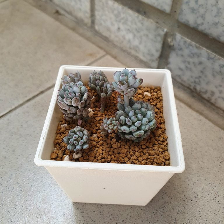 多肉仙人交易所