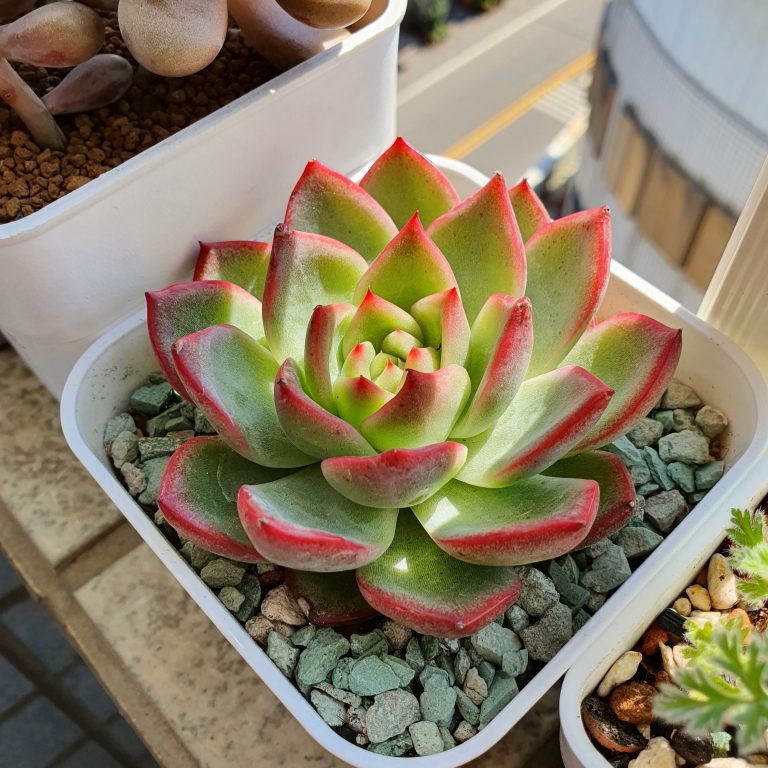 多肉仙人交易所