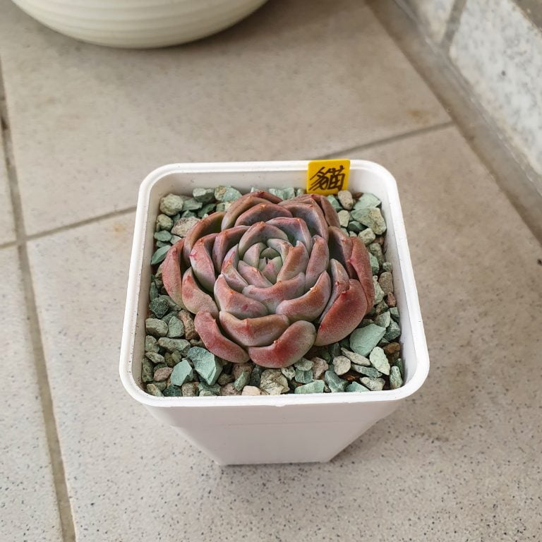 多肉仙人交易所