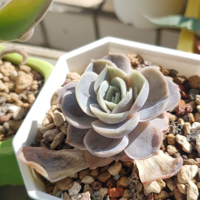 多肉仙人交易所