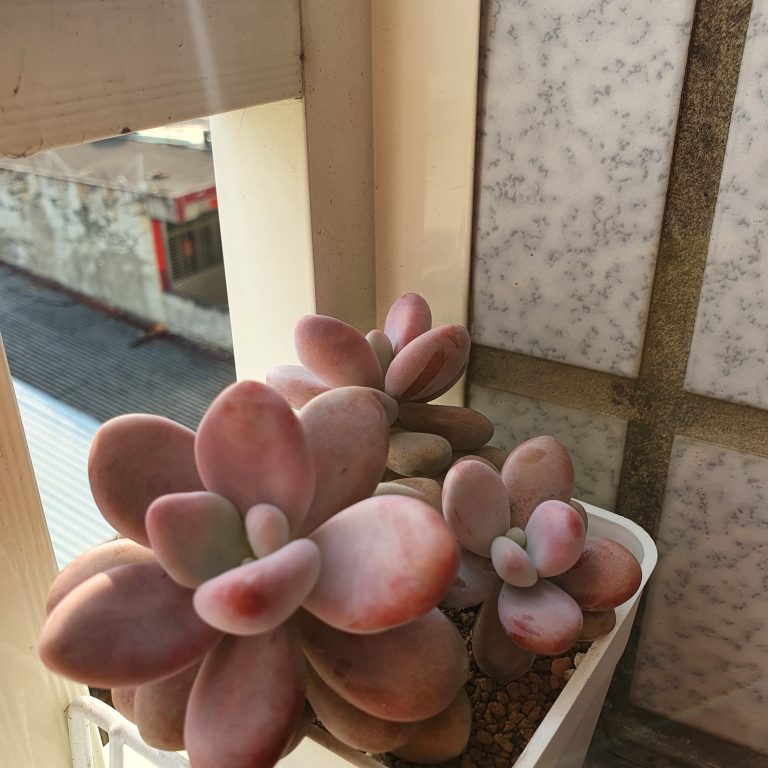 多肉仙人交易所