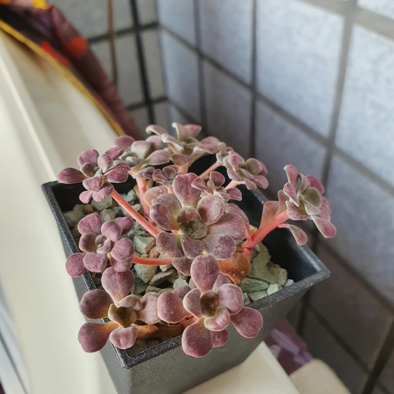 多肉仙人交易所