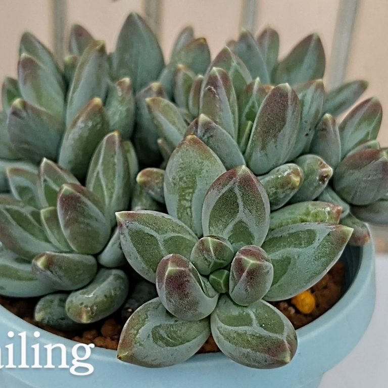 多肉仙人交易所