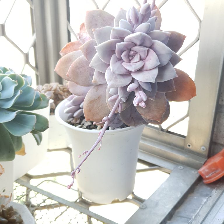 多肉仙人交易所