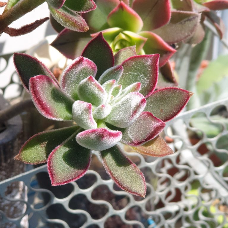 多肉仙人交易所