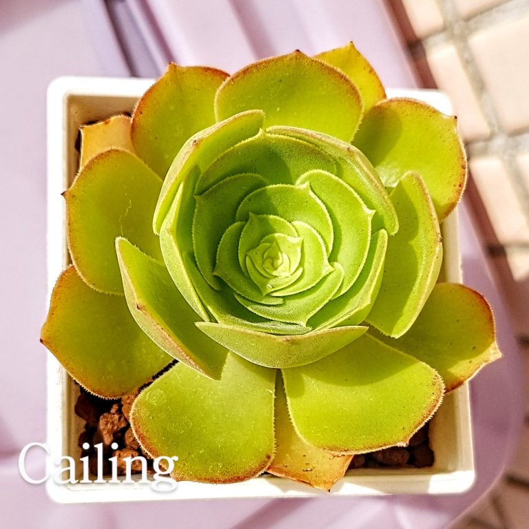 多肉仙人交易所