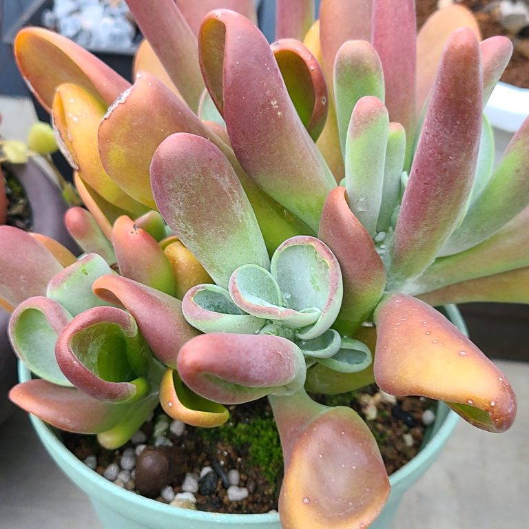 多肉仙人交易所