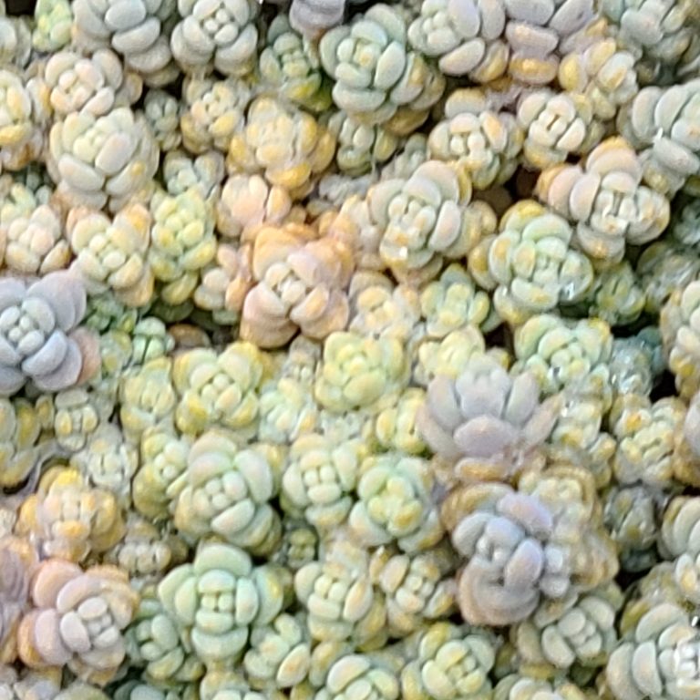 多肉仙人交易所