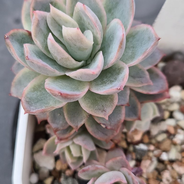 多肉仙人交易所