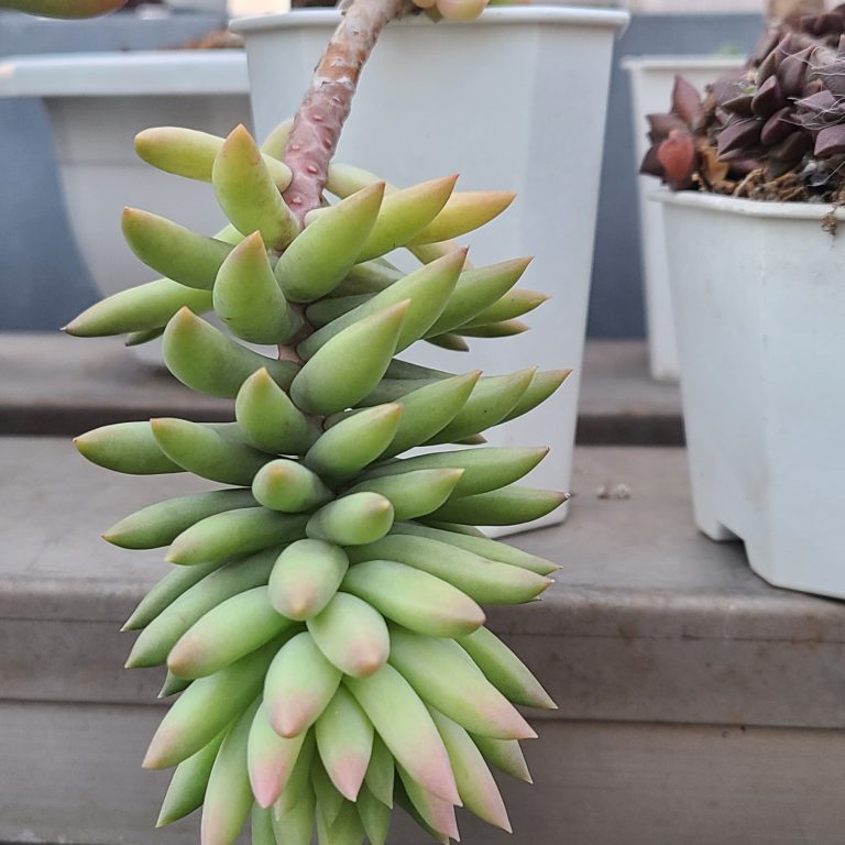 多肉仙人交易所