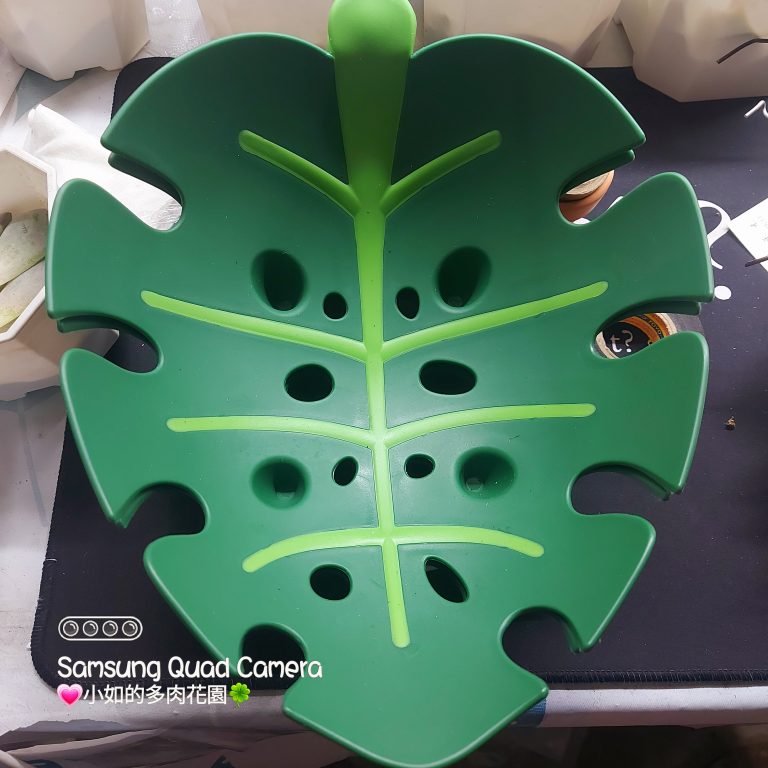 多肉仙人交易所